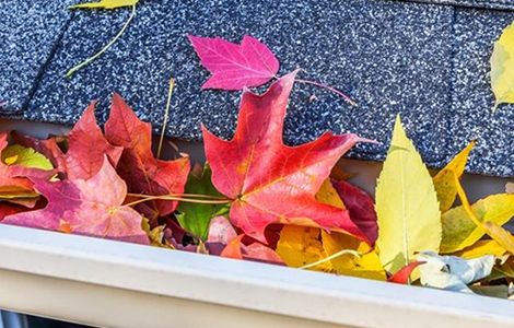 Leaf Guards